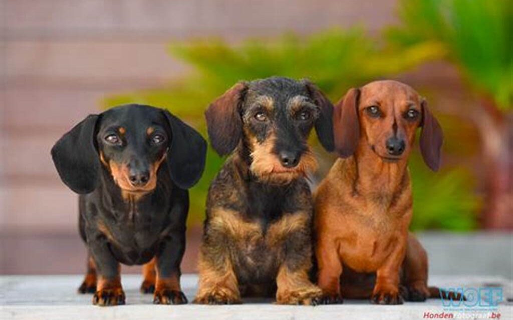 Dachshund: Everything about this Dog Breed - Care peluditos