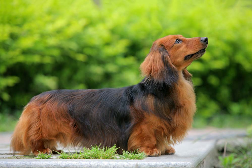 Dachshund: Everything about this Dog Breed - Care peluditos