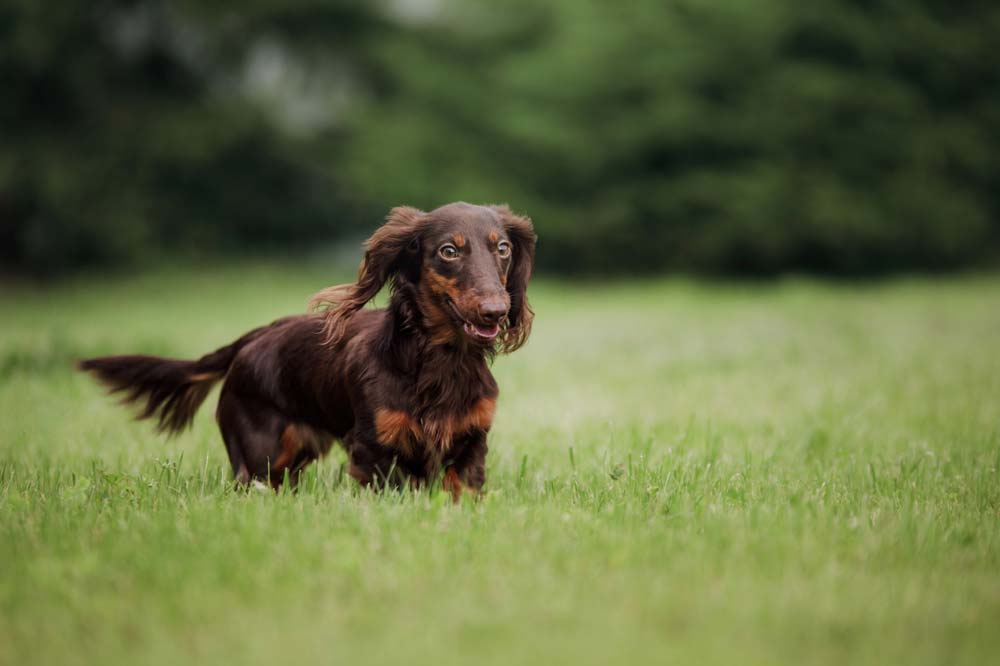 Dachshund: Everything about this Dog Breed - Care peluditos